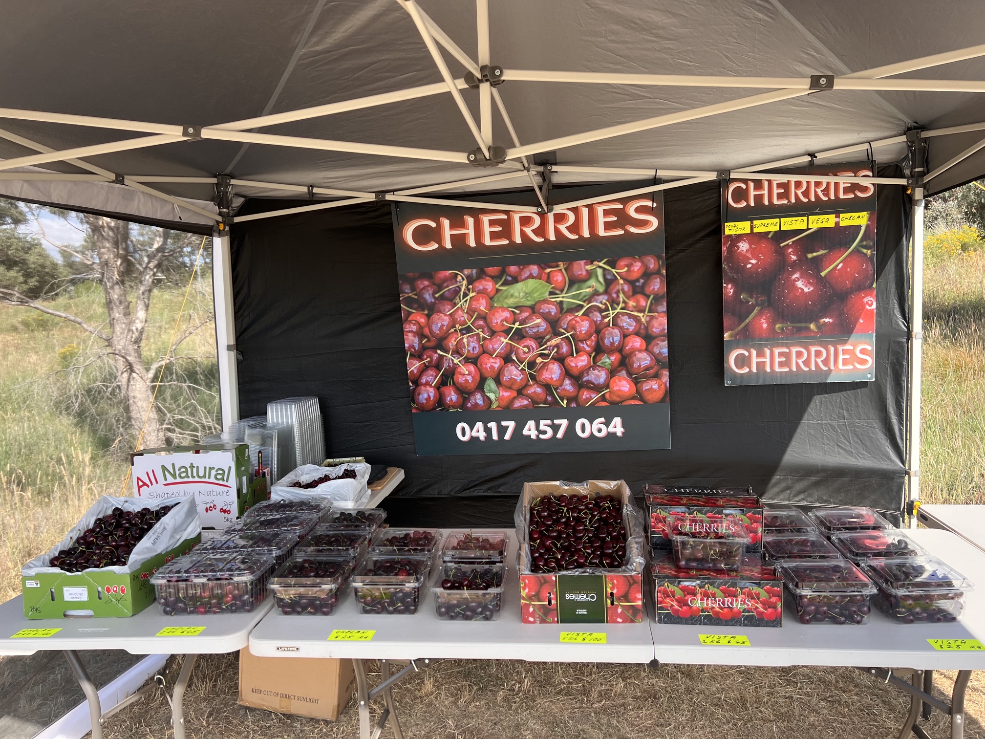 Punnets and boxes of freshly picked cherries laid out on the market stall table