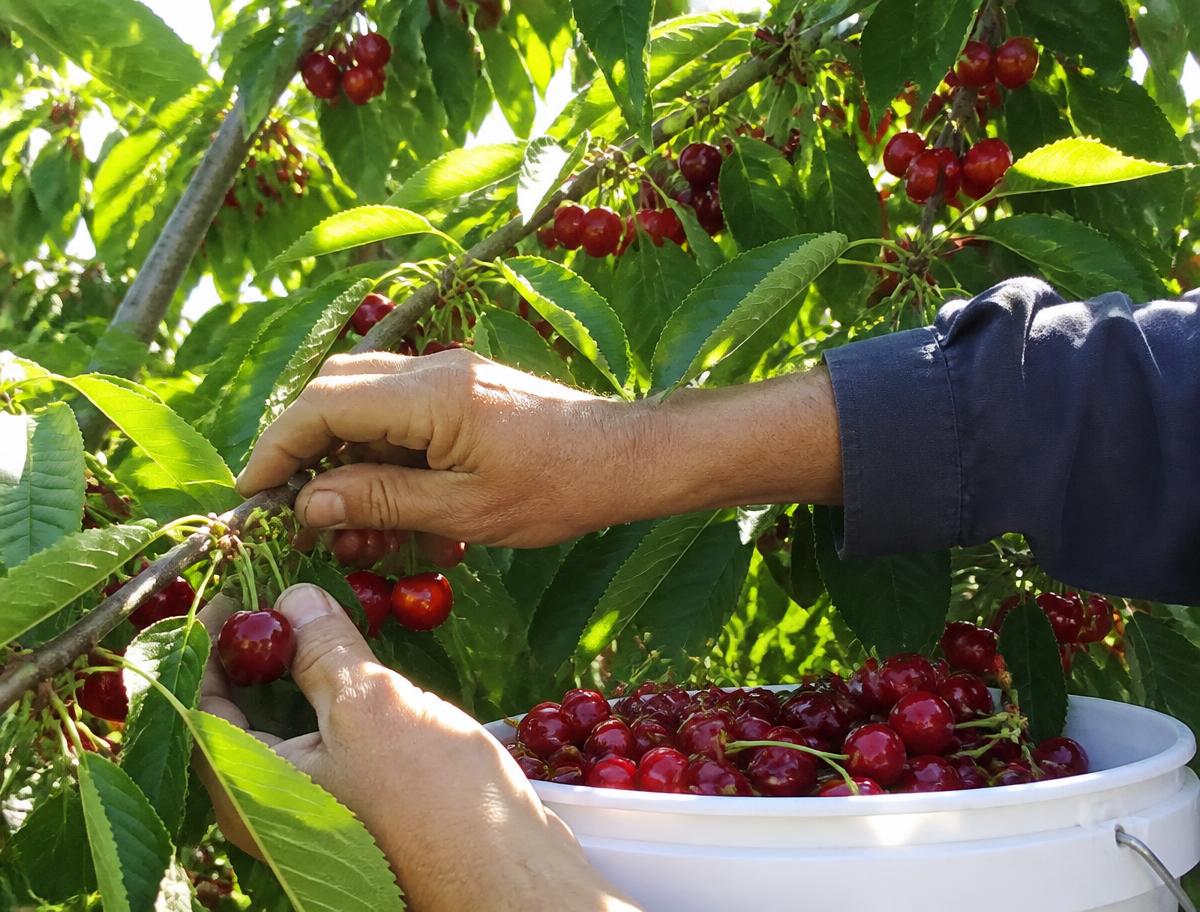 Hand-picking cherries at peak ripeness
