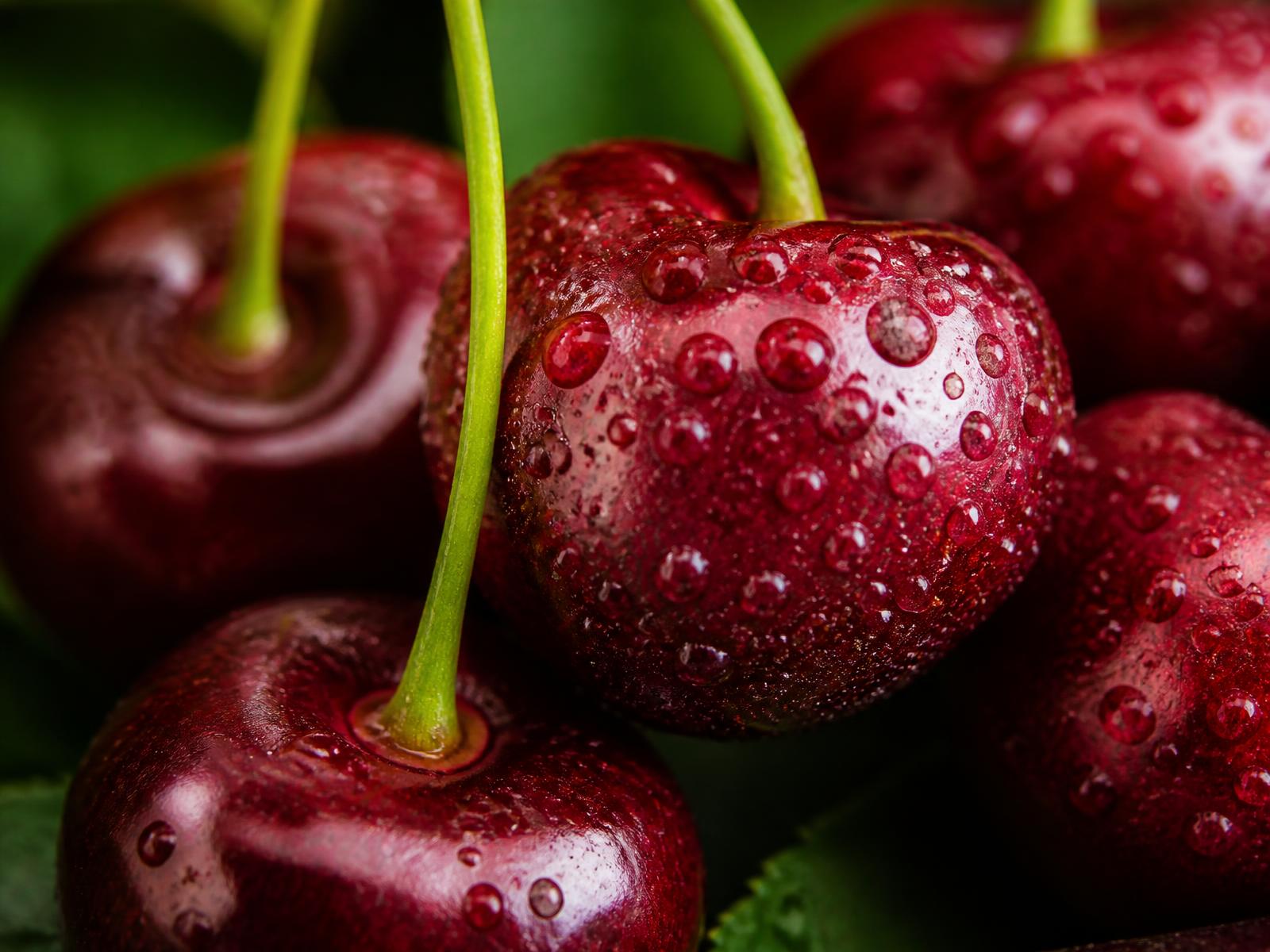 Close-up of freshly picked Cerina cherries, glistening with water droplets